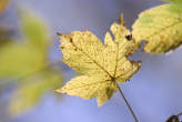 20061025_152337 Foglia di acero.jpg